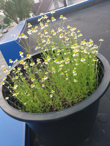 Chamomile  in a pot on the roof of Mother Fool's Coffeehouse